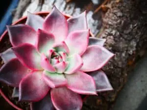 The 10 Benefits Of Succulent Plants