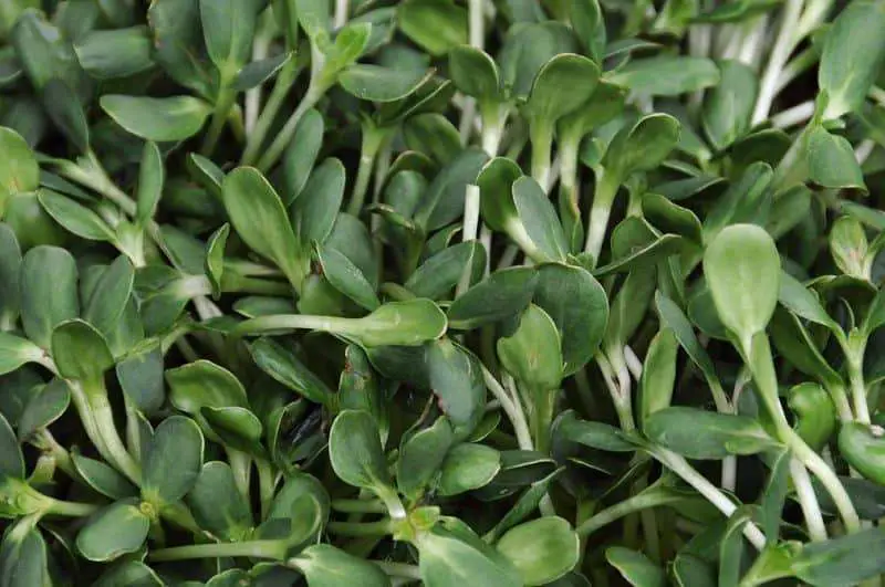 sunflower microgreens