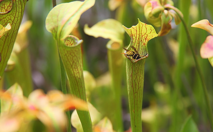 Sarracenia about to catch a wasp