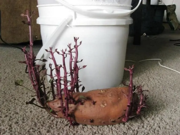 Growing Sweet Potatoes Indoors