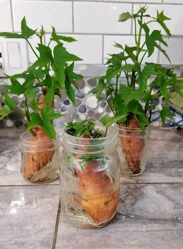 Growing Your Own Sweet Potato Slips In Water