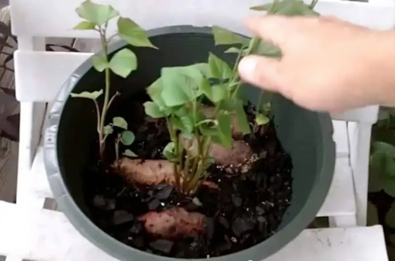 Growing Sweet Potato Slips In Soil