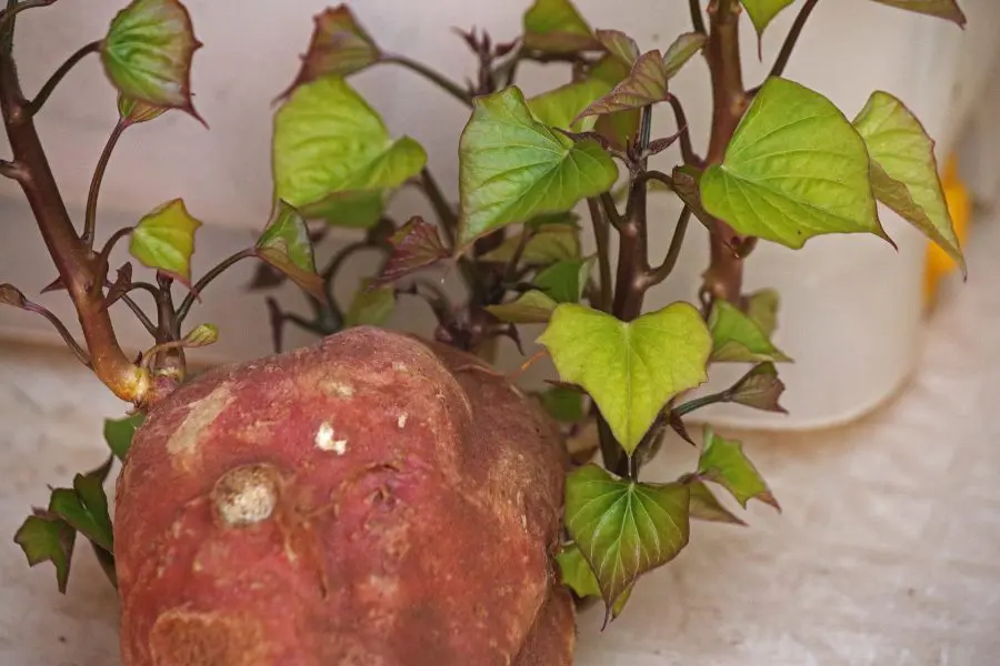 How to Grow Sweet Potatoes in Containers - sweet potato sprouting