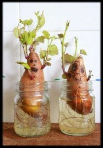 growing sweet potatoes indoors