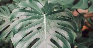 Swiss Cheese Plant Questions