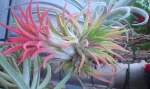 Are Bromeliads Air Plants? Tillandsia Ionantha