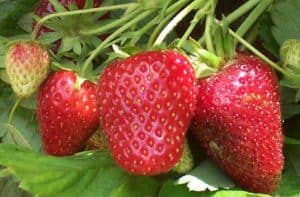 Growing Strawberries in DWC How To Grow Hydroponic Strawberries