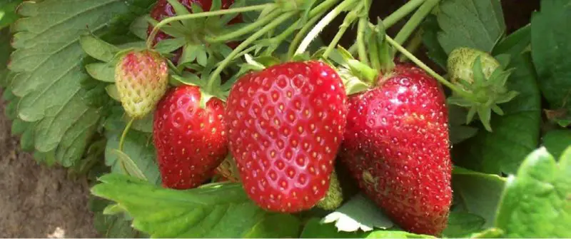 Growing Strawberries in DWC - How To Grow Hydroponic Strawberries-Totem Strawberry