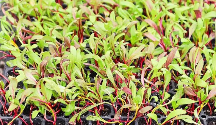 How To Grow Swiss Chard Microgreens (7 Easy Steps For Beginners)