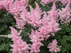 Astilbe In Pots