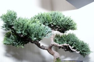 10 Essential Tips for Thriving Indoor Bonsai Trees