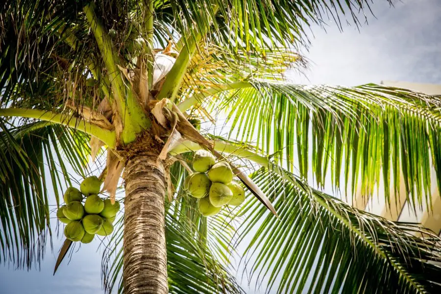 a coconut palm with fruit