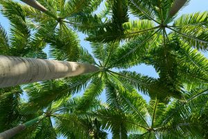 Indoor Palm Tree Care