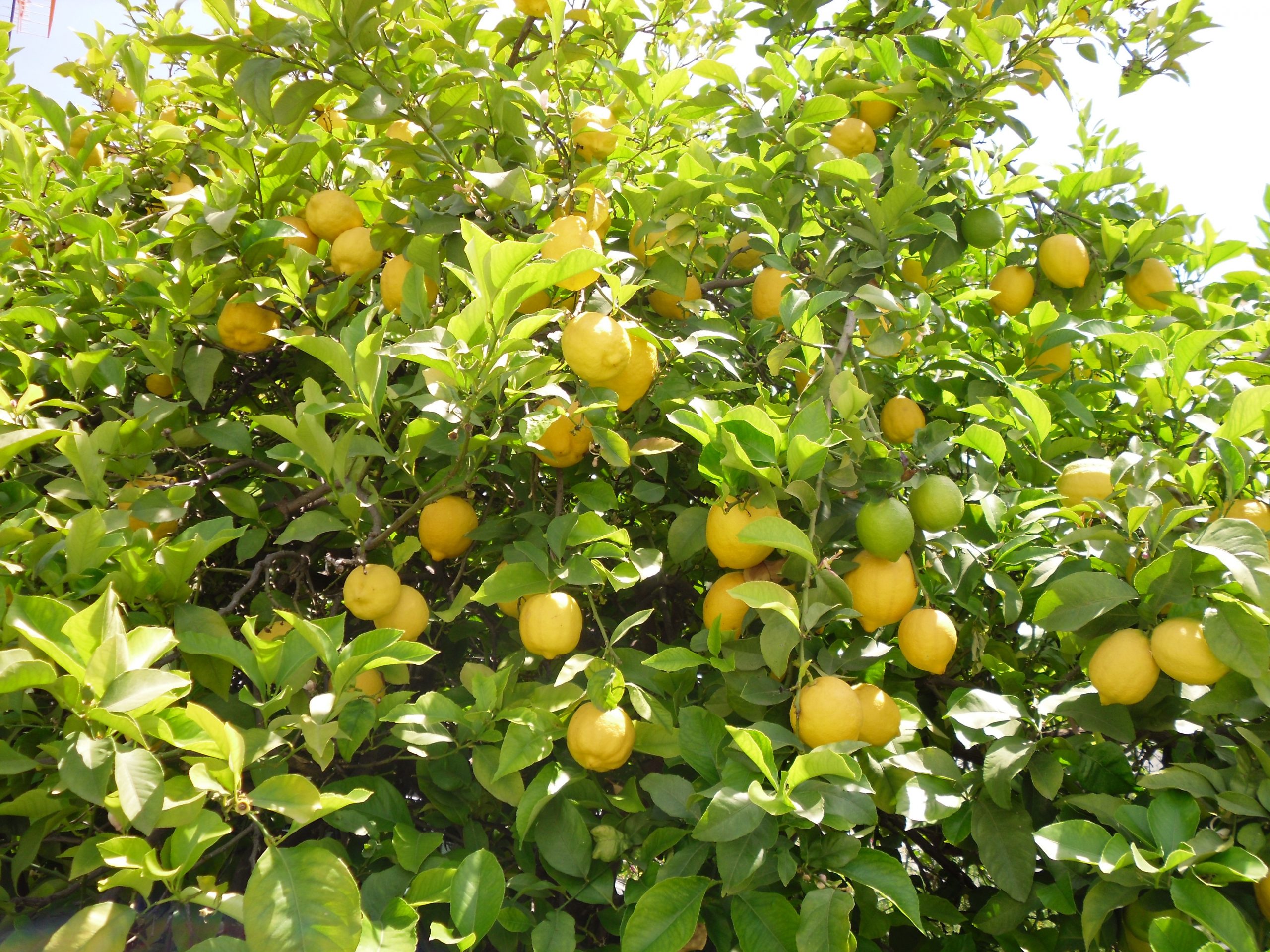 Meyer lemon tree indoor care