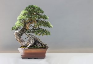 How Do Bonsai Trees Stay Small?