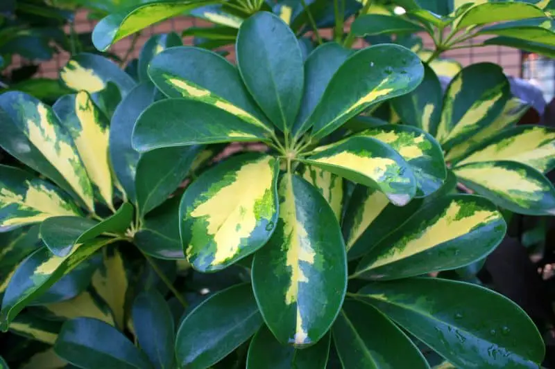 Schefflera Care Indoors