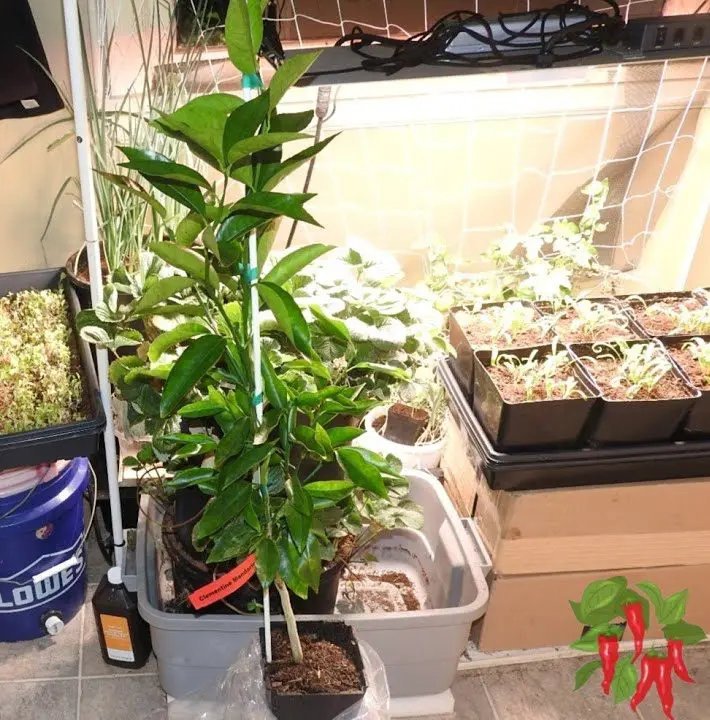 Growing Clementine Oranges Indoors How To Grow Clementines