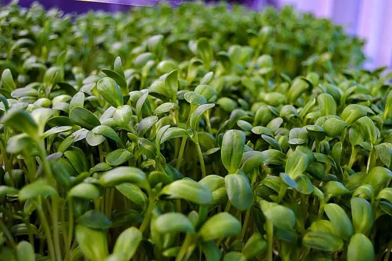 Microgreen Health Benefits - Growing Sunflower Microgreens