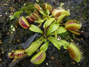 What to Feed Your Venus Fly Trap