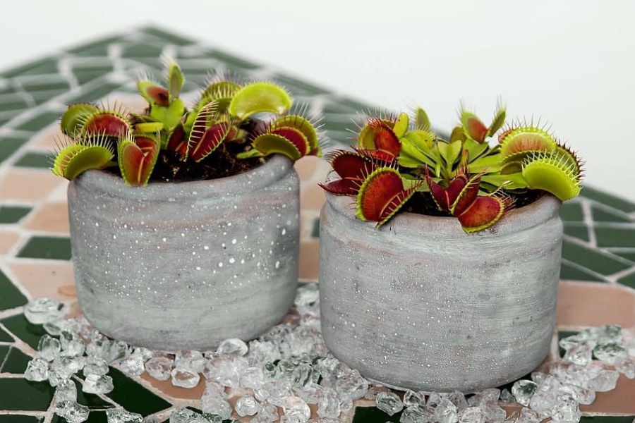 Venus Flytrap in pots
