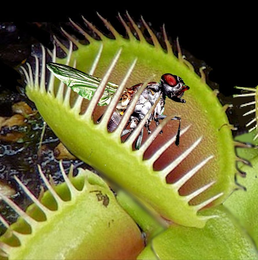 Venus Fly Traps and Their Unique Dietary Needs - Getting Started with Venus Flytrap