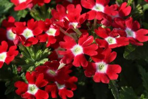 How To Care For Verbena In Pots