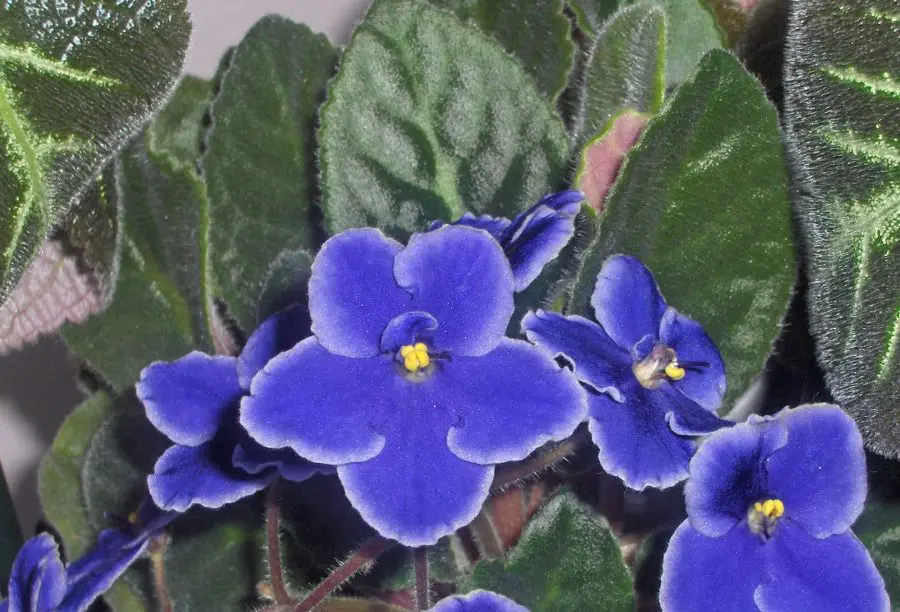 African Violet Care Indoors