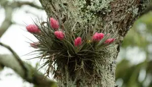 How Long to Soak Air Plants - Tillandsia growing on a tree