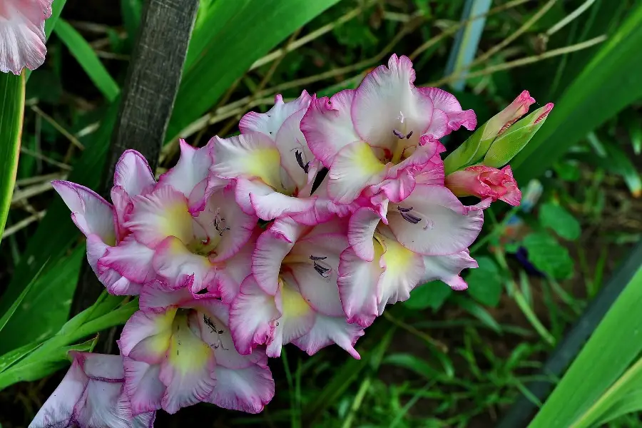 Planting Gladiolus Bulbs In Pots