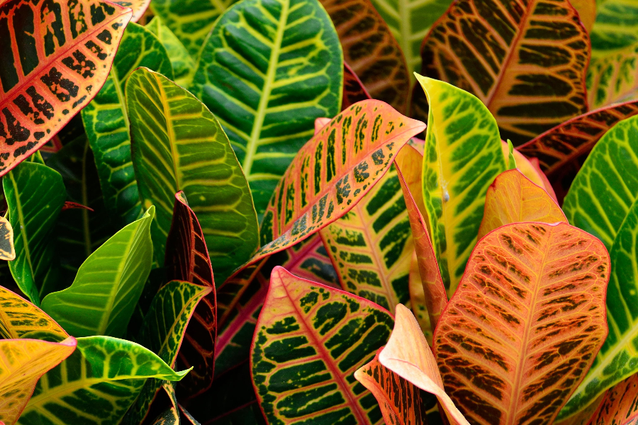 How To Care For A Croton Plant