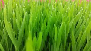 How To Grow Wheatgrass Microgreens