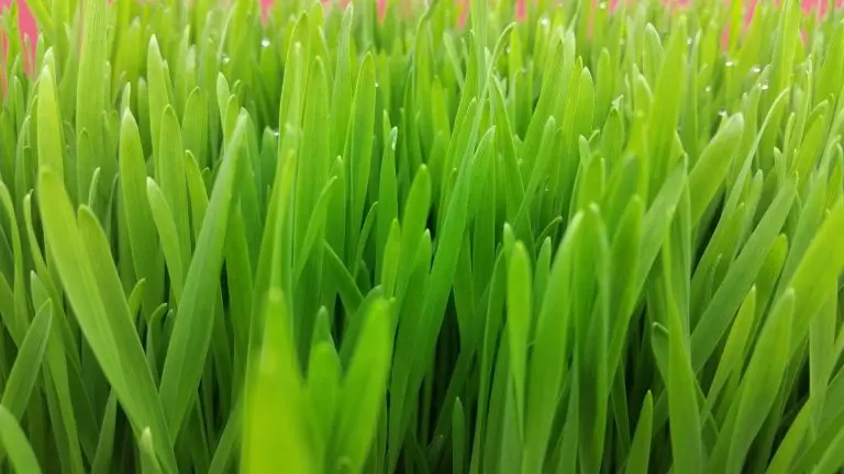 How To Grow Wheatgrass Microgreens