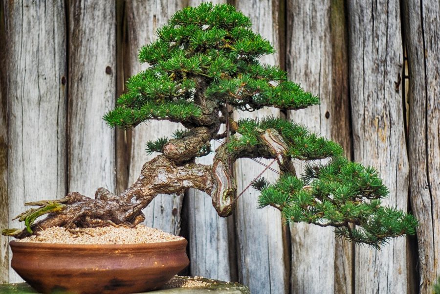 Choosing the Right Bonsai Tree For Beginners