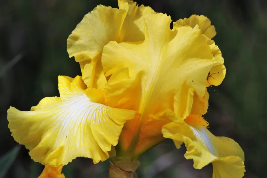 Bearded Irises In Pots