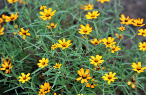 Coreopsis in Pots