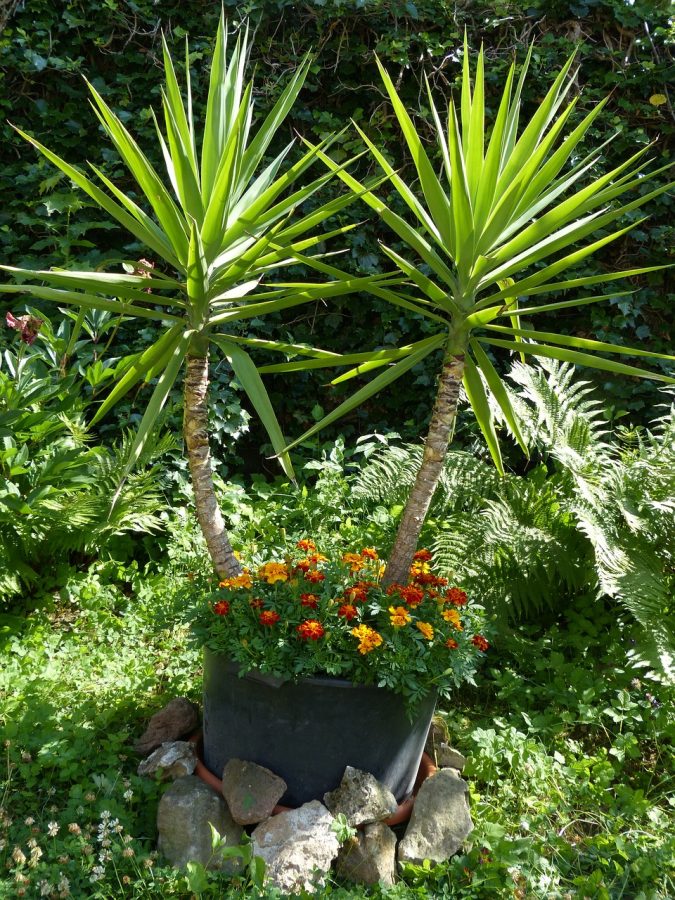 yucca gigantea