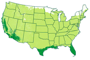 Growing Zones: 4-11 patio / 9-11 outdoors