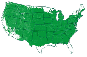 Growing Zones: 4-8 outdoors (hardy down to -20℉)